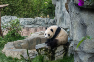 Der grosse Panda