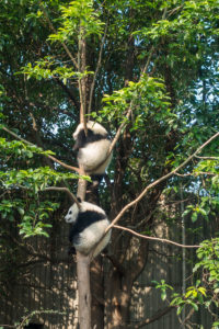 Junge Pandas am faulenzen in einem Baum
